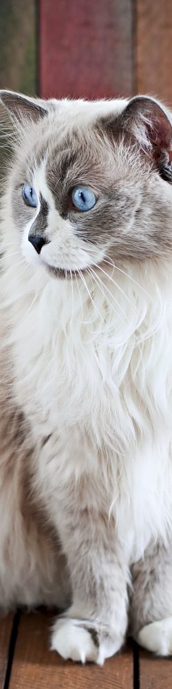 Ragdoll cat breed on a wooden background